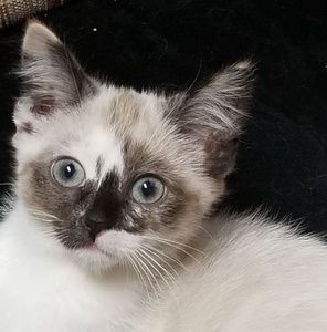 Meet your Posher, Jane